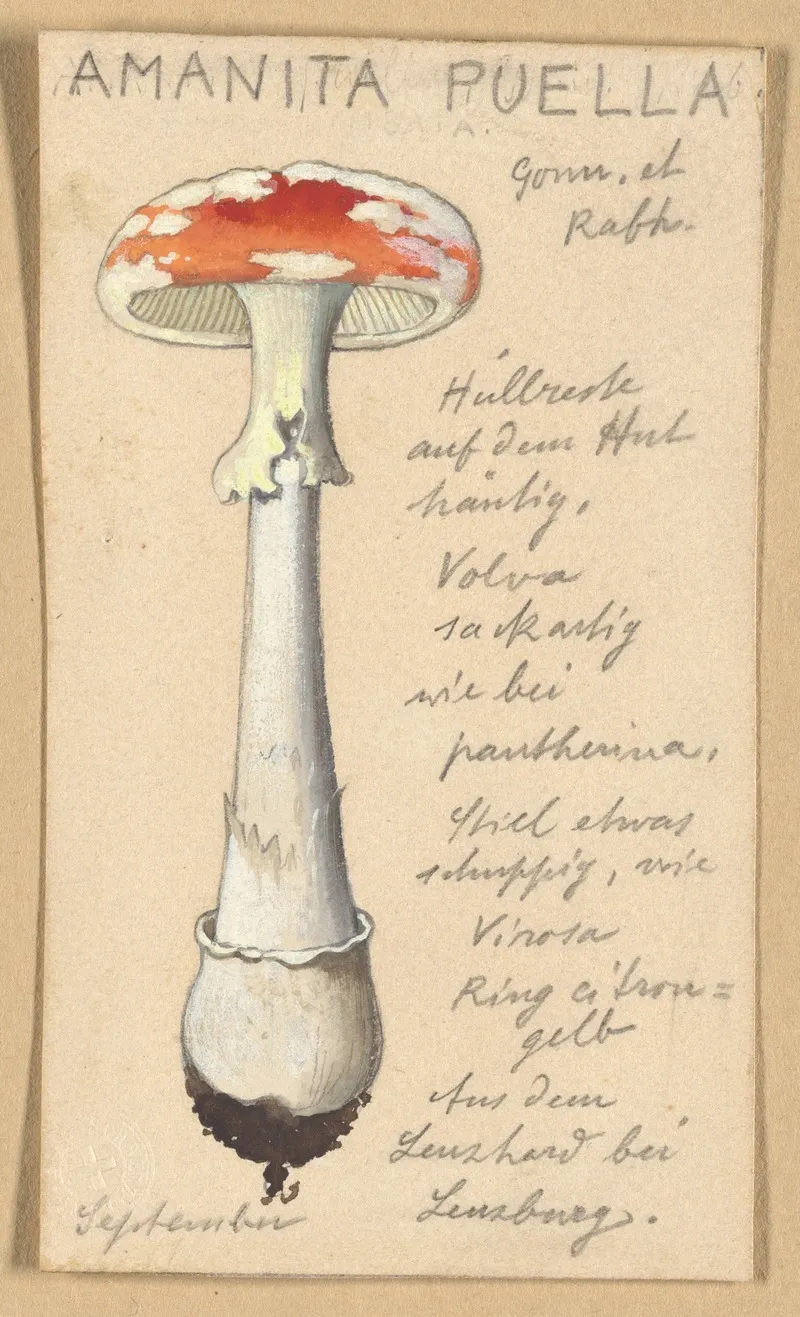 Amanita Puella Wall Art by Hans Walty - High-Resolution Digital Print