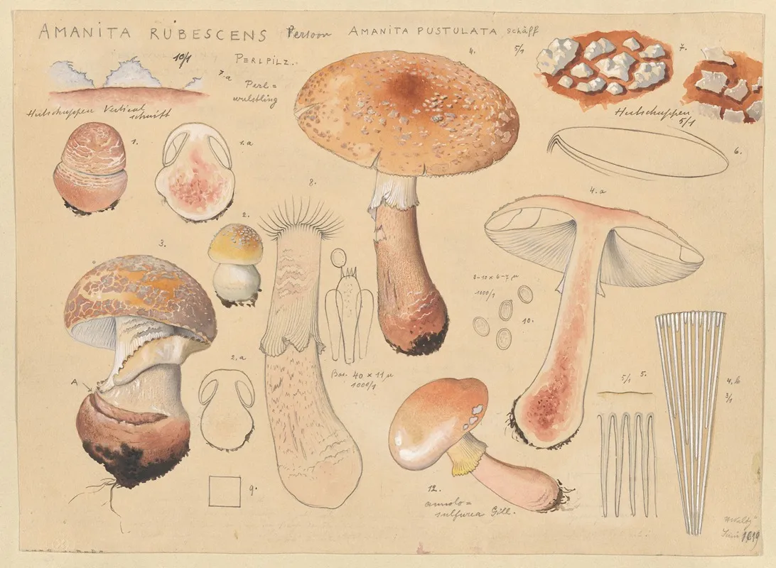 Amanita Rubescens Person Amanita Pustulata Schaff Wall Art by Hans Walty - High-Resolution Digital Print