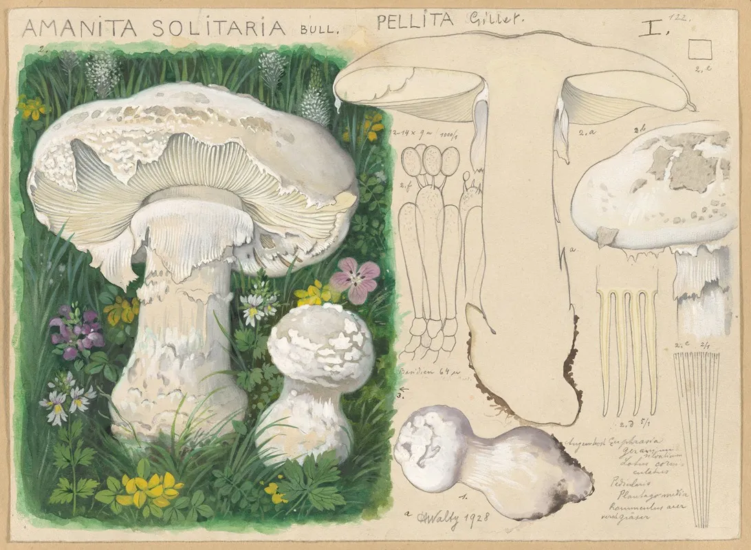 Amanita Solitaria Bull Pellita Gillet Wall Art by Hans Walty - High-Resolution Digital Print
