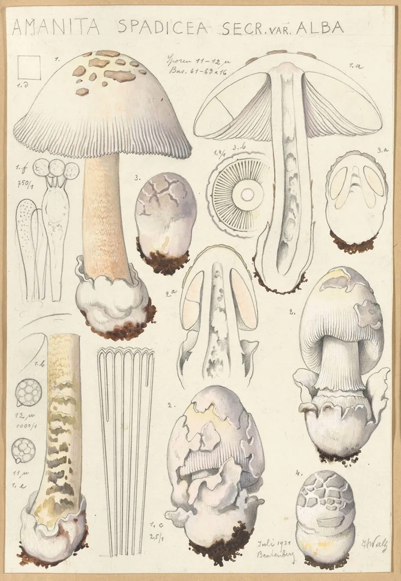 Amanita Spadicea Secr Ver Alba Wall Art by Hans Walty - High-Resolution Digital Print