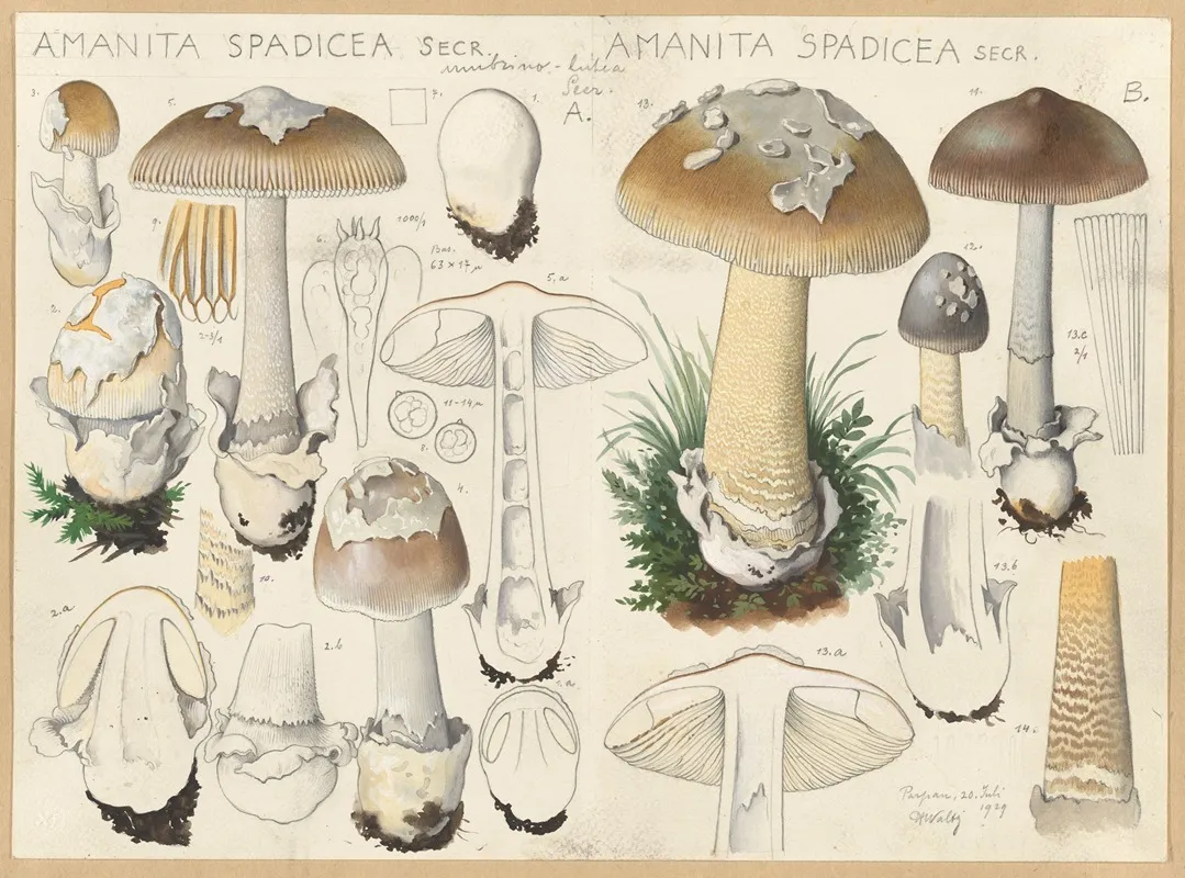 Amanita Spadicea Secr Wall Art by Hans Walty - High-Resolution Digital Print
