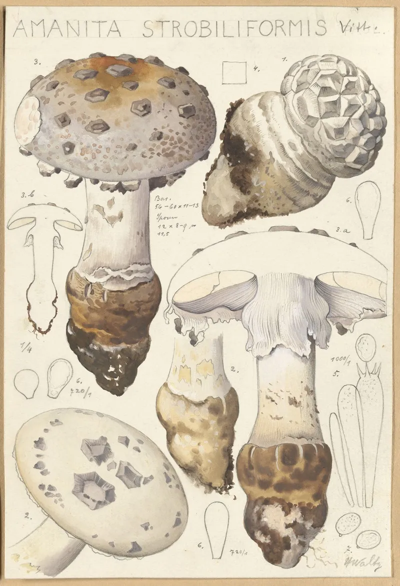 Amanita Strobiliformis Wall Art by Hans Walty - High-Resolution Digital Print