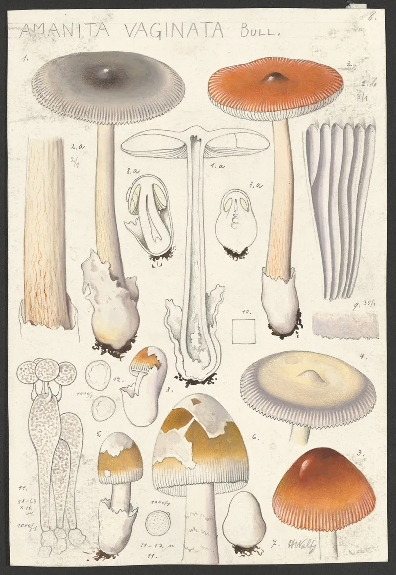 Amanita Vaginata Bull 2 Wall Art by Hans Walty - High-Resolution Digital Print