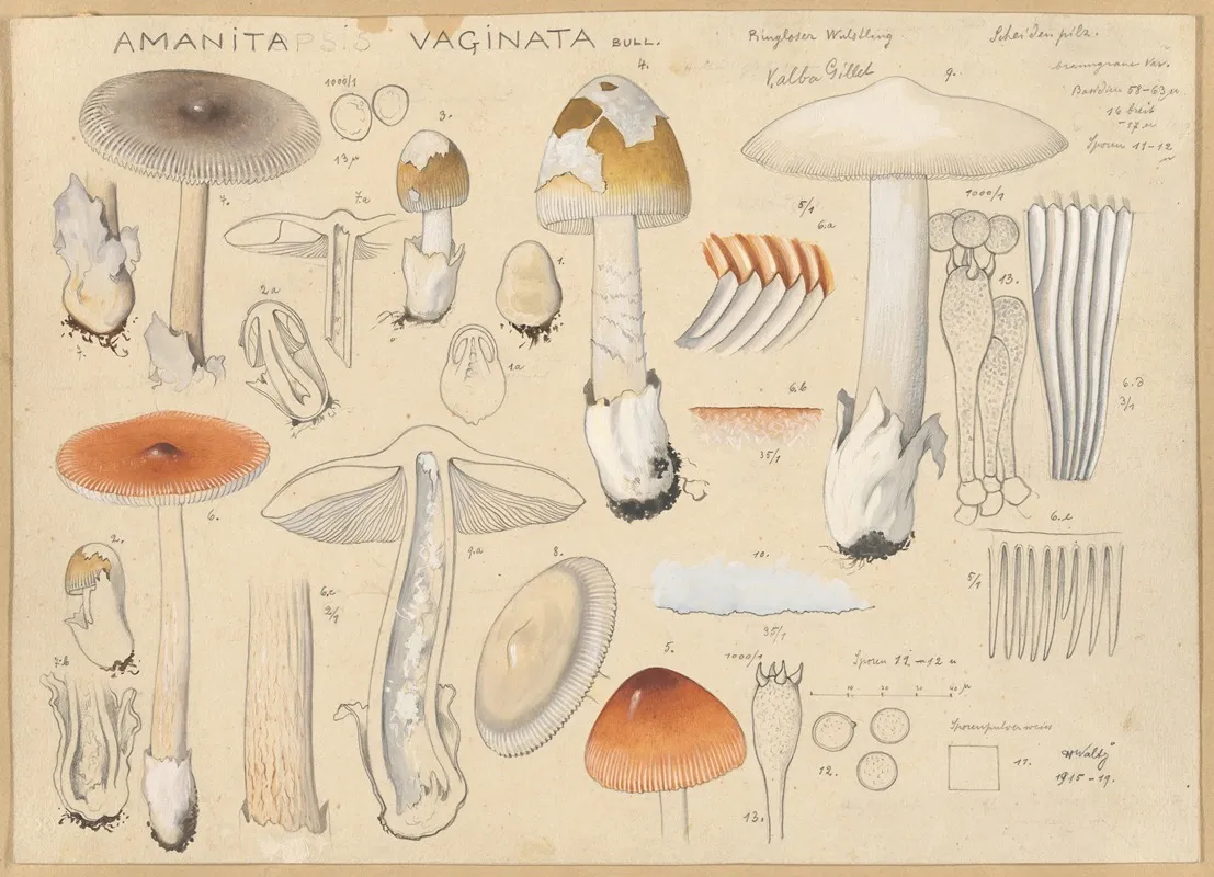 Amanita Vaginata Bull Wall Art by Hans Walty - High-Resolution Digital Print
