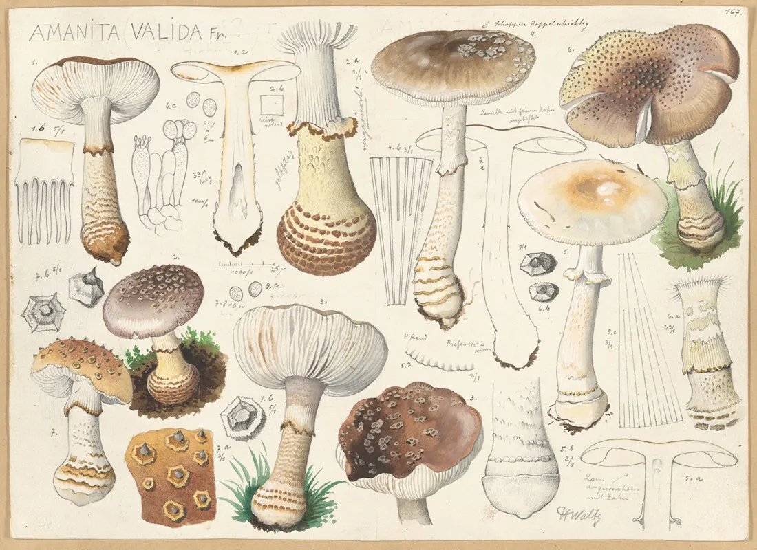 Amanita Valida Fr Wall Art by Hans Walty - High-Resolution Digital Print