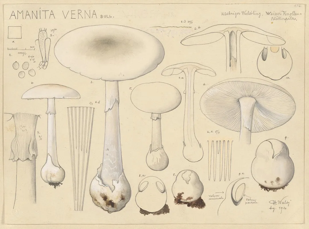 Amanita Verna Bull 2 Wall Art by Hans Walty - High-Resolution Digital Print