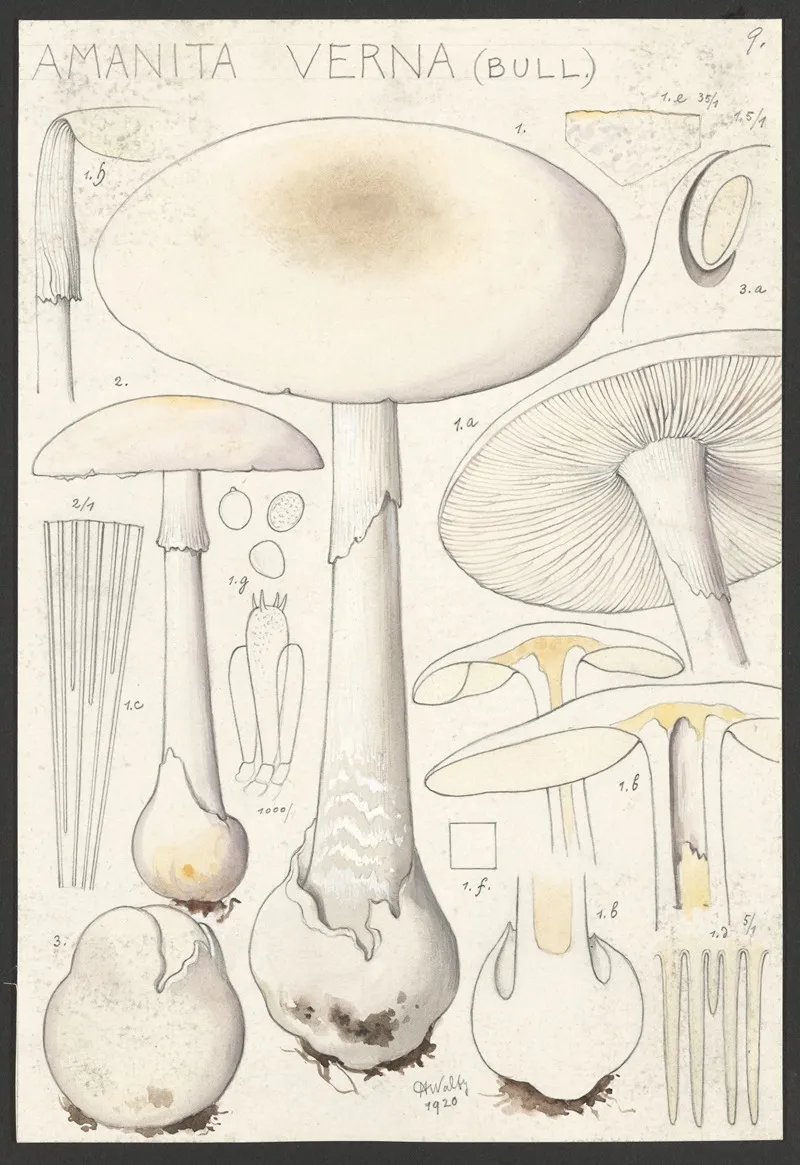 Amanita Verna Bull Wall Art by Hans Walty - High-Resolution Digital Print