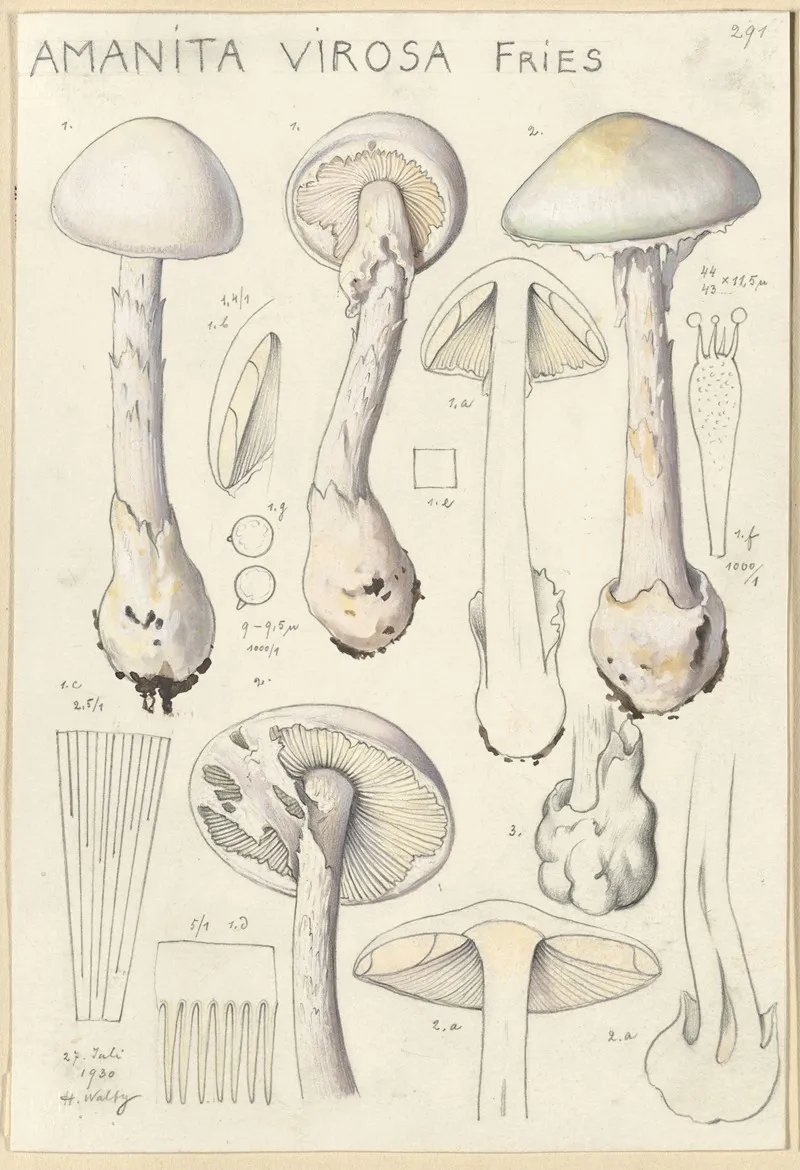 Amanita Virosa Wall Art by Hans Walty - High-Resolution Digital Print