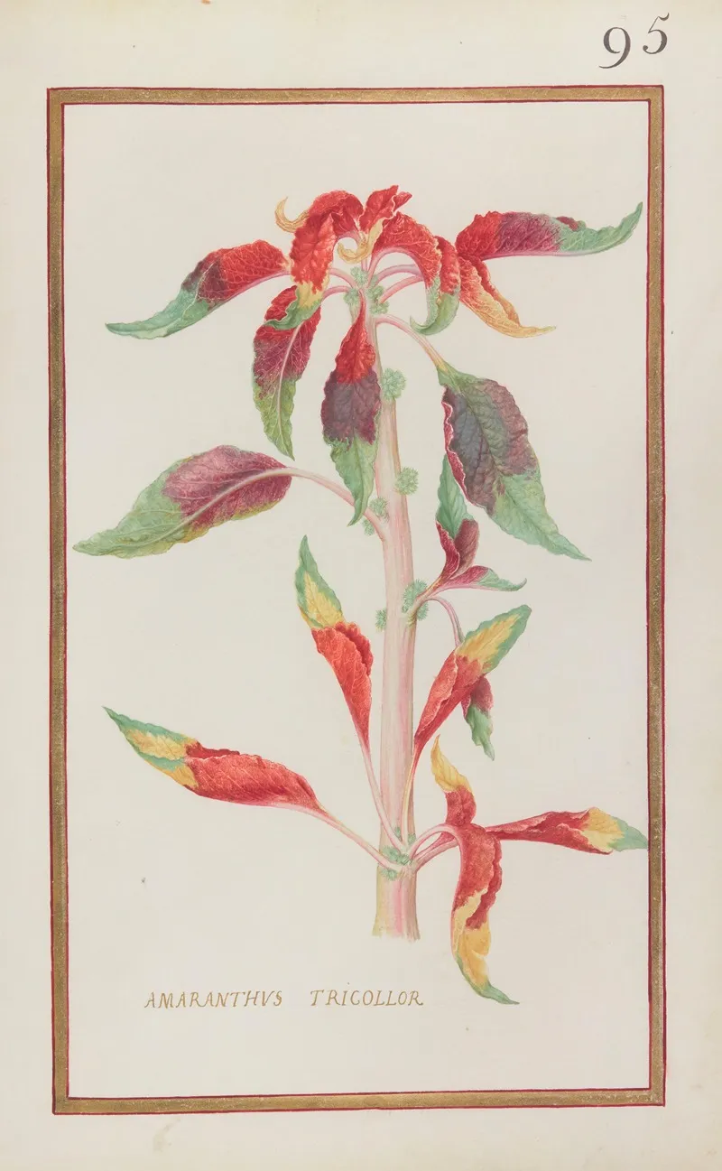 Amaranthus Tricollor Wall Art by Daniel Rabel - High-Resolution Digital Print