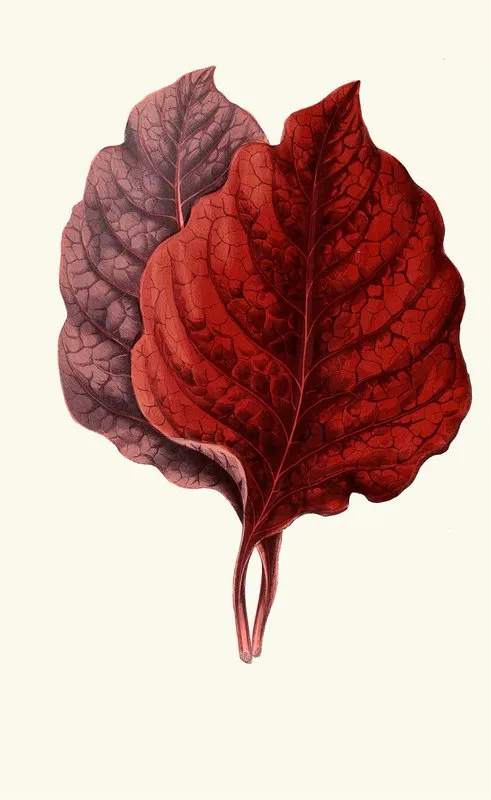 Amarantus Melancholicus Wall Art by Edward Joseph Lowe - High-Resolution Digital Print