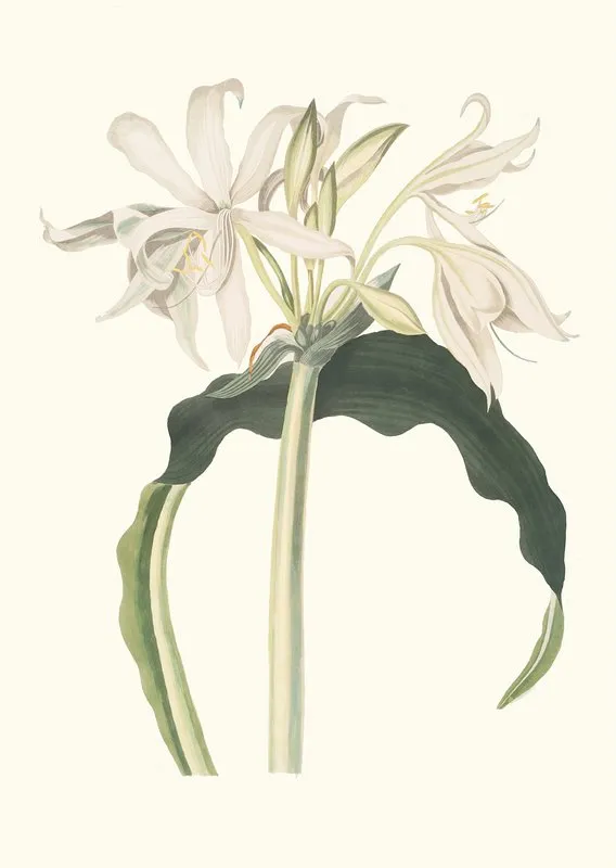 Amaryllis Aulica Wall Art by Priscilla Susan Bury - High-Resolution Digital Print