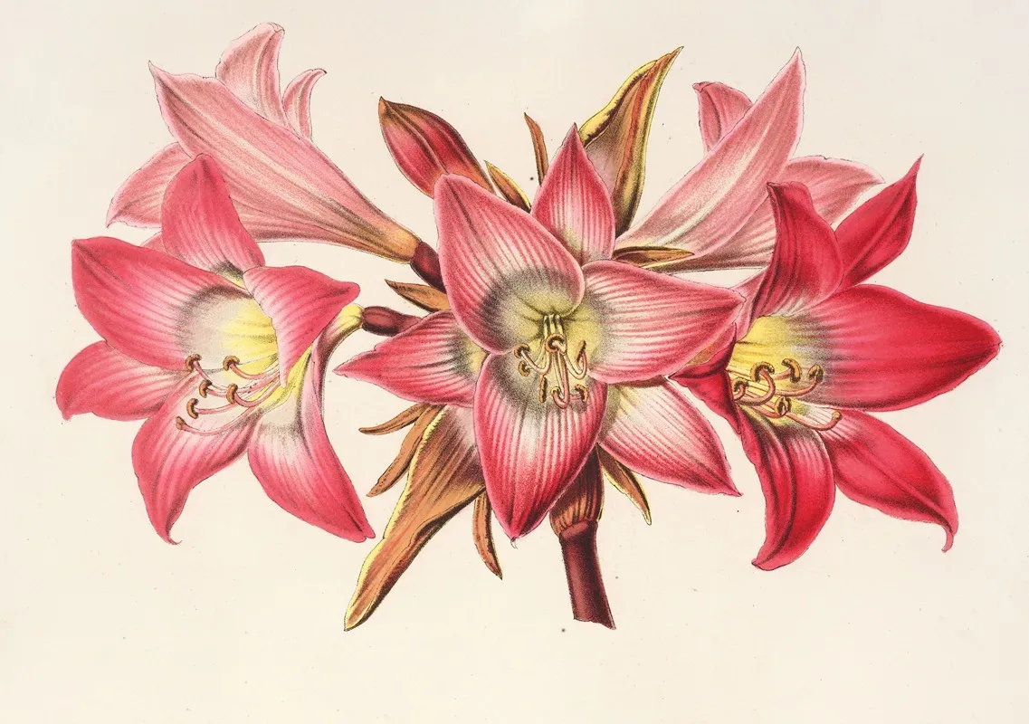 Amaryllis Belladonna 3 Wall Art by Charles Antoine Lemaire - High-Resolution Digital Print
