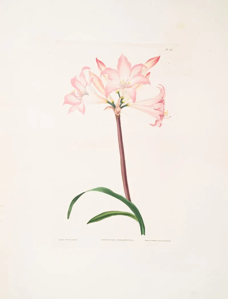Amaryllis Belladonna 4 Wall Art by Priscilla Susan Bury - High-Resolution Digital Print