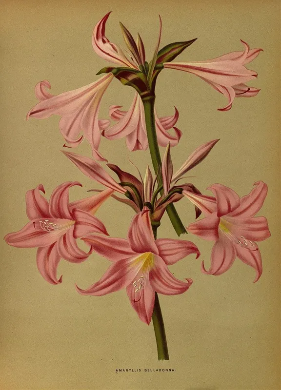 Amaryllis Belladonna Wall Art by Arentina Hendrica Arendsen - High-Resolution Digital Print