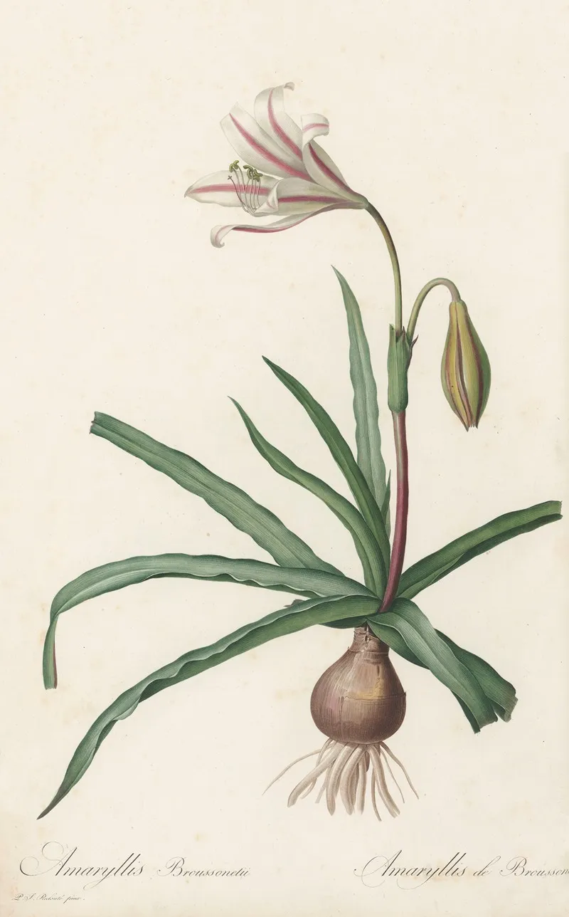Amaryllis Broussonetii Wall Art by Pierre Joseph Redouté - High-Resolution Digital Print