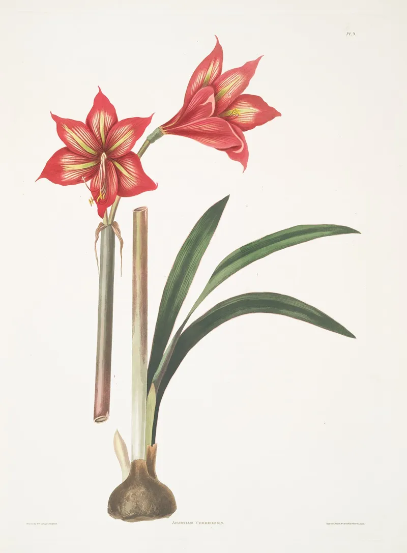 Amaryllis Correiensis 2 Wall Art by Priscilla Susan Bury - High-Resolution Digital Print