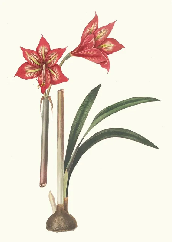 Amaryllis Correiensis Wall Art by Priscilla Susan Bury - High-Resolution Digital Print