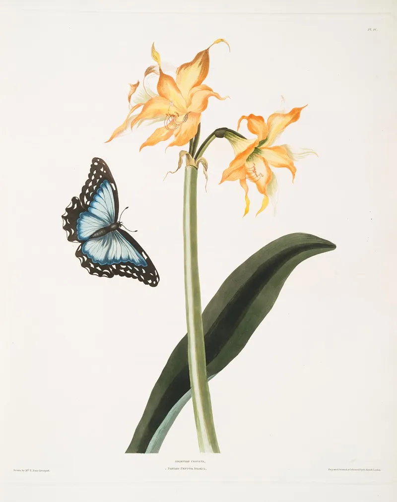 Amaryllis Crocata Papilio Nestor Branil Wall Art by Priscilla Susan Bury - High-Resolution Digital Print