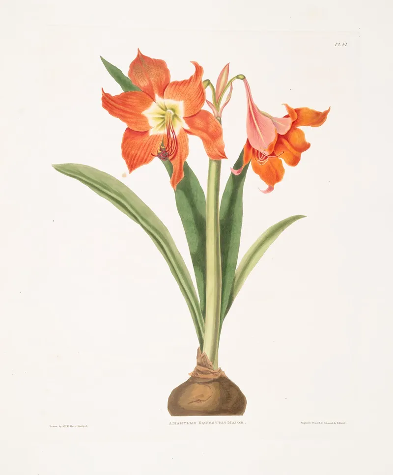 Amaryllis Equestris Major 2 Wall Art by Priscilla Susan Bury - High-Resolution Digital Print