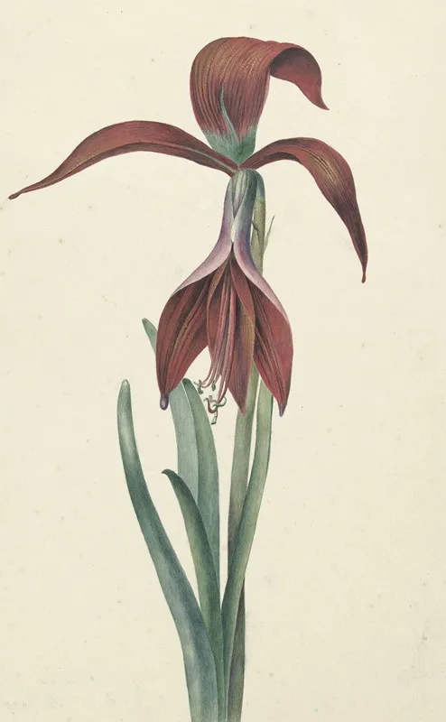 Amaryllis Formosissima 2 Wall Art by C.J. Kruimel - High-Resolution Digital Print
