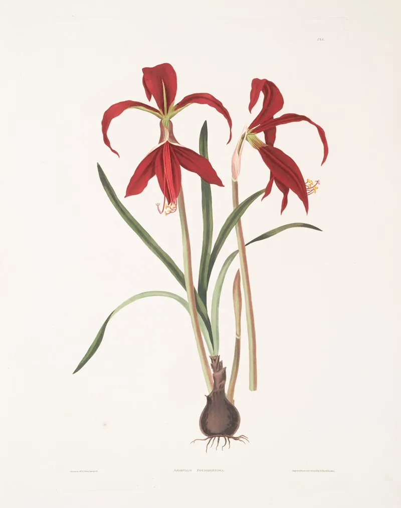 Amaryllis Formosissima 3 Wall Art by Priscilla Susan Bury - High-Resolution Digital Print