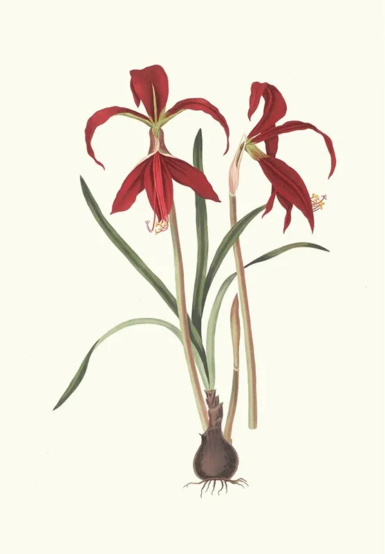 Amaryllis Formosissima Wall Art by Priscilla Susan Bury - High-Resolution Digital Print