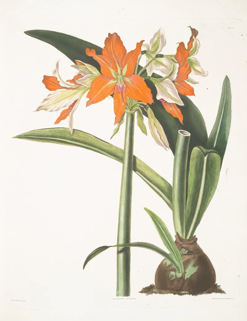 Amaryllis Fulgida 2 Wall Art by Priscilla Susan Bury - High-Resolution Digital Print