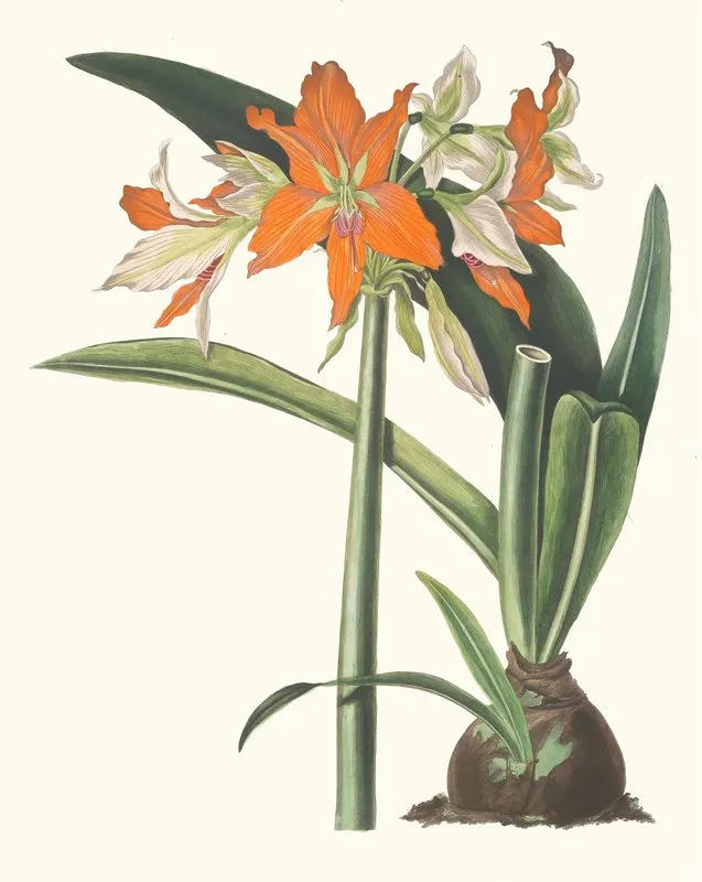 Amaryllis Fulgida Wall Art by Priscilla Susan Bury - High-Resolution Digital Print