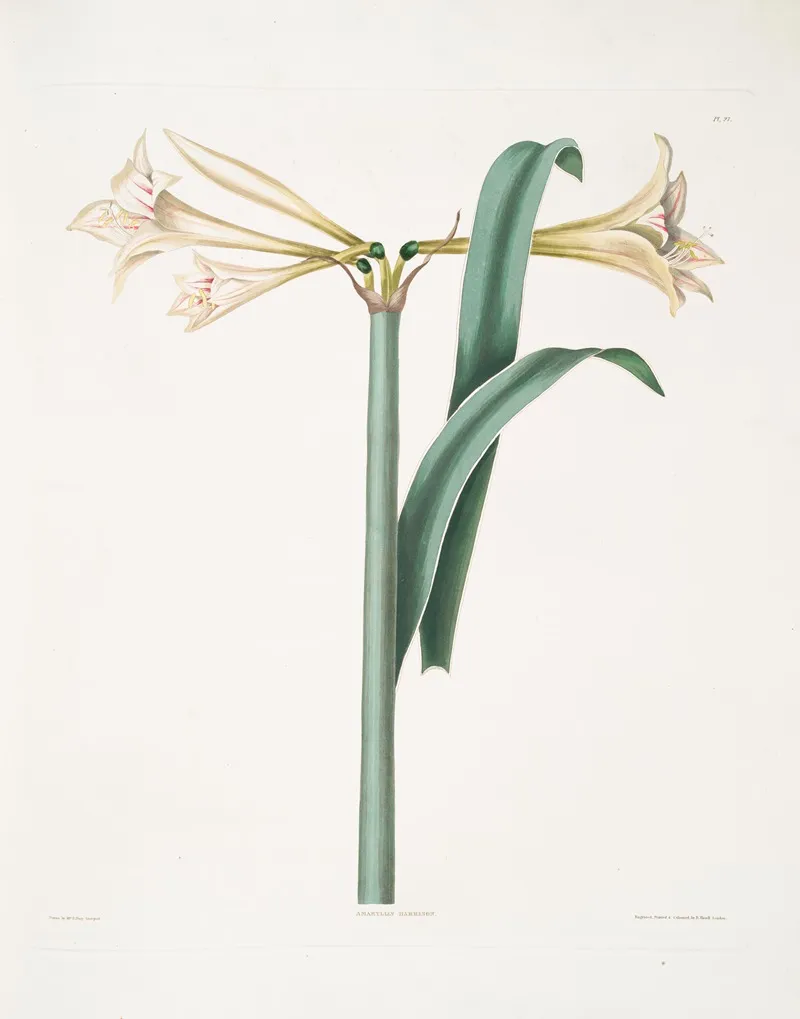 Amaryllis Harrisoni 2 Wall Art by Priscilla Susan Bury - High-Resolution Digital Print