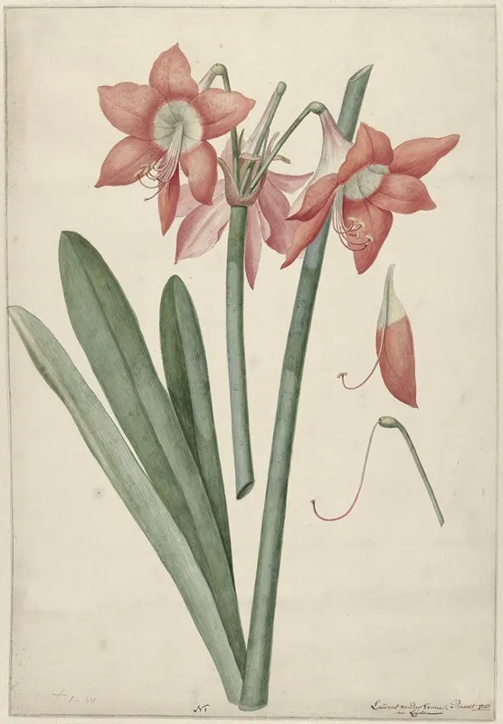 Amaryllis Haworthia Margaritiferas Wall Art by Laurens Jacobsz. van der Vinne - High-Resolution Digital Print