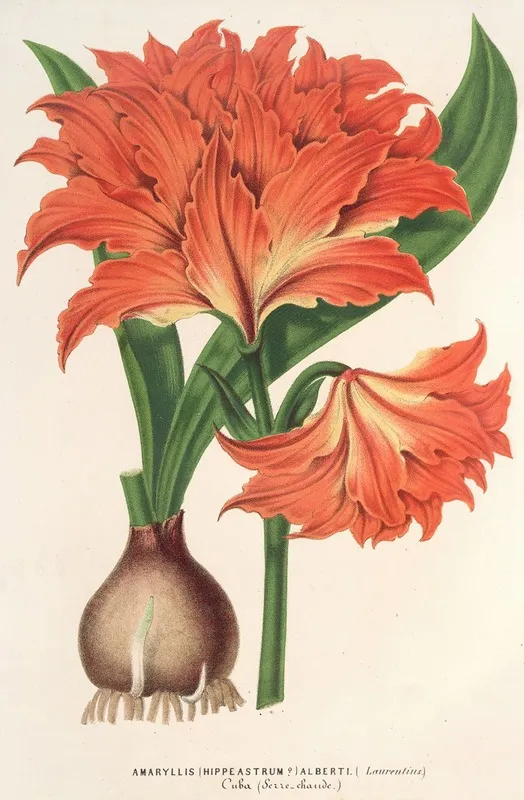 Amaryllis Hippeastrum Alberti Wall Art by Charles Antoine Lemaire - High-Resolution Digital Print