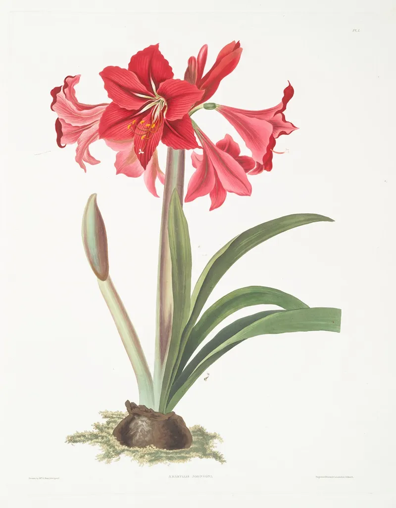 Amaryllis Johnsoni 2 Wall Art by Priscilla Susan Bury - High-Resolution Digital Print
