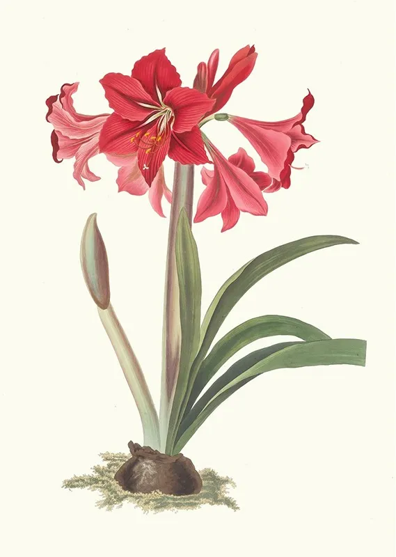 Amaryllis Johnsoni Wall Art by Priscilla Susan Bury - High-Resolution Digital Print
