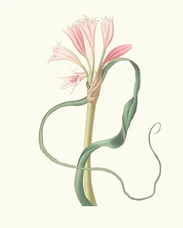 Amaryllis Longifolia Glauca Wall Art by Priscilla Susan Bury - High-Resolution Digital Print