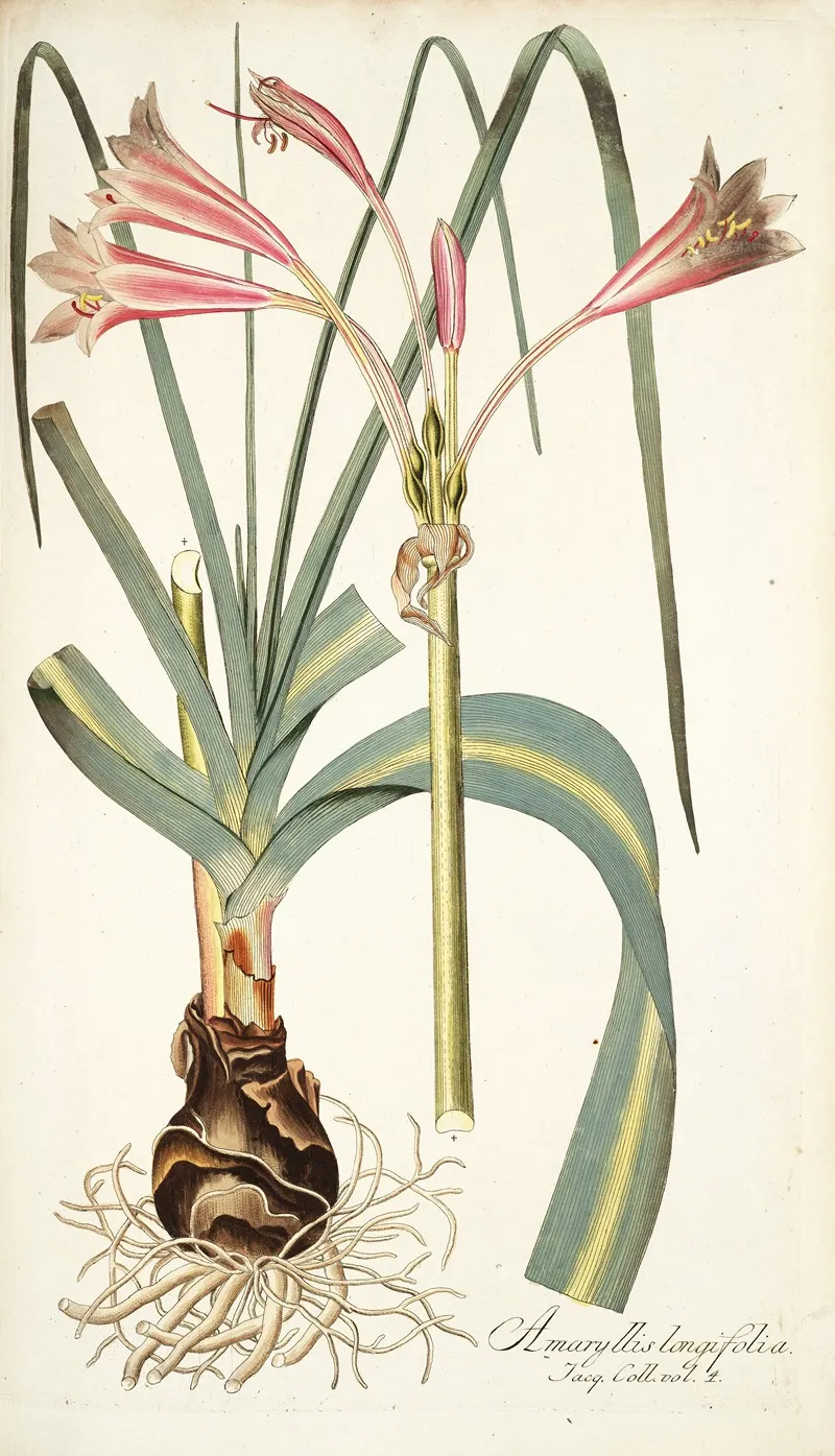 Amaryllis Longifolia Wall Art by Nikolaus Joseph Freiherr von Jacquin - High-Resolution Digital Print