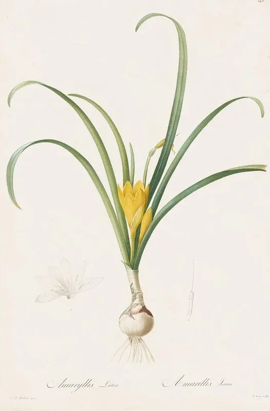 Amaryllis Lutea Wall Art by Pierre Joseph Redouté - High-Resolution Digital Print