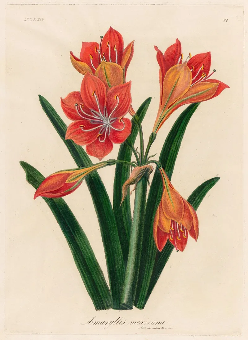 Amaryllis Mexicana Wall Art by Gaetano Savi - High-Resolution Digital Print