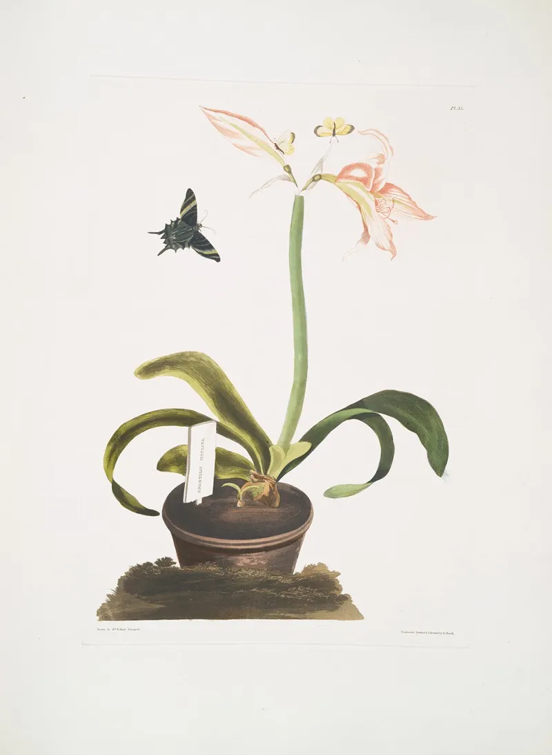 Amaryllis Miniata Wall Art by Priscilla Susan Bury - High-Resolution Digital Print