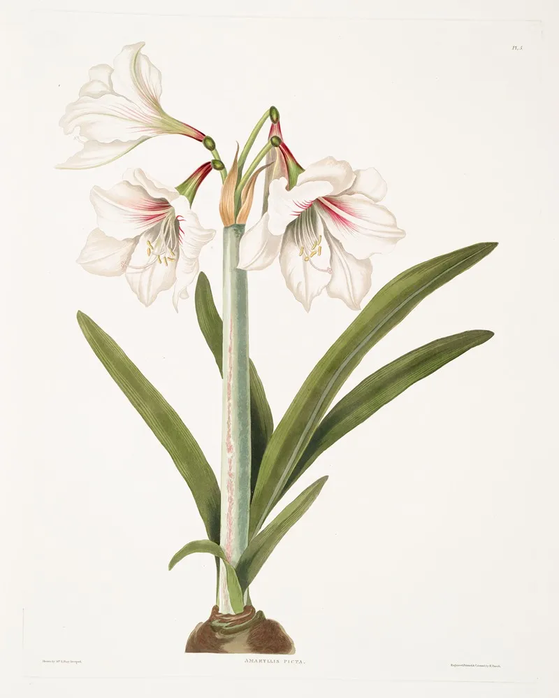 Amaryllis Picta 2 Wall Art by Priscilla Susan Bury - High-Resolution Digital Print