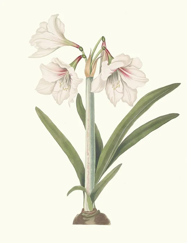 Amaryllis Picta Wall Art by Priscilla Susan Bury - High-Resolution Digital Print