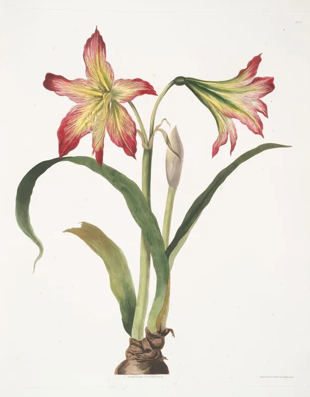 Amaryllis Psittacina Parrotlily Parrot Flower Red Parrot Beak New Zealand Christmas Bell Wall Art by Priscilla Susan Bury - High-Resolution Digital Print