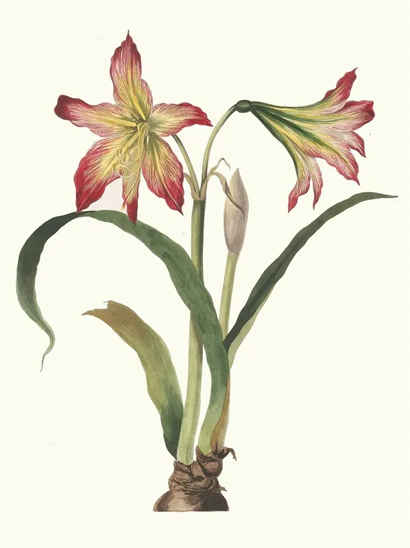 Amaryllis Psittacina Wall Art by Priscilla Susan Bury - High-Resolution Digital Print
