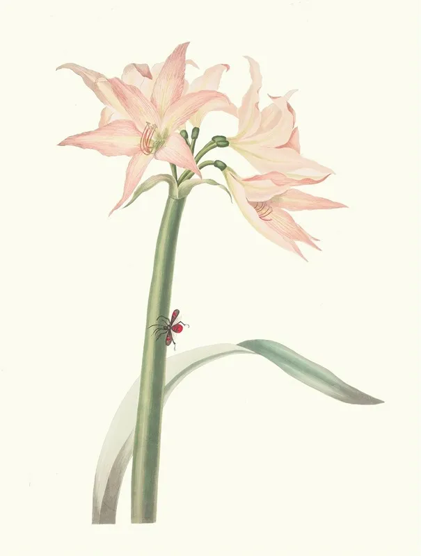 Amaryllis Pulverulenta Wall Art by Priscilla Susan Bury - High-Resolution Digital Print