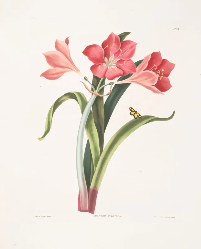 Amaryllis Purpurea Major 2 Wall Art by Priscilla Susan Bury - High-Resolution Digital Print