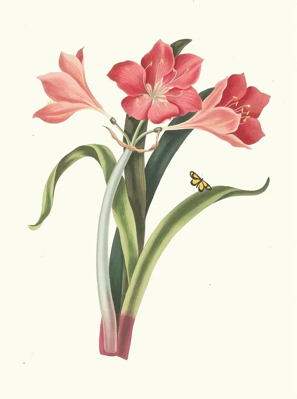 Amaryllis Purpurea Major Wall Art by Priscilla Susan Bury - High-Resolution Digital Print