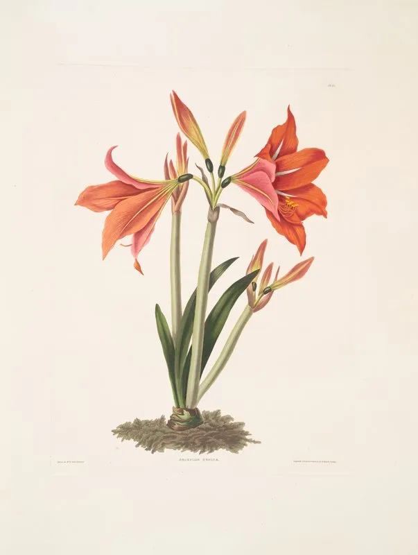 Amaryllis Reginaae Mexican Lily Amaryllis 2 Wall Art by Priscilla Susan Bury - High-Resolution Digital Print
