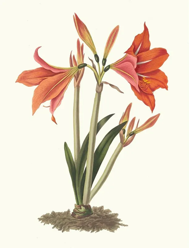 Amaryllis Reginaae Mexican Lily Amaryllis Wall Art by Priscilla Susan Bury - High-Resolution Digital Print