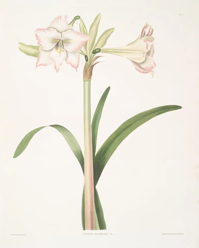 Amaryllis Solandriflora Var 2 Wall Art by Priscilla Susan Bury - High-Resolution Digital Print
