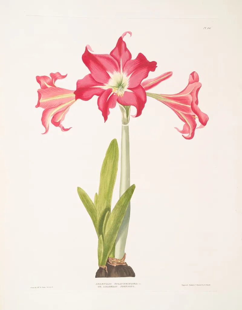 Amaryllis Solandriflora Var Or Amaryllis Johnsoni 2 Wall Art by Priscilla Susan Bury - High-Resolution Digital Print