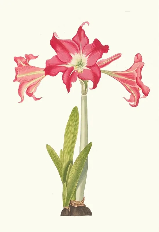 Amaryllis Solandriflora Var Or Amaryllis Johnsoni Wall Art by Priscilla Susan Bury - High-Resolution Digital Print